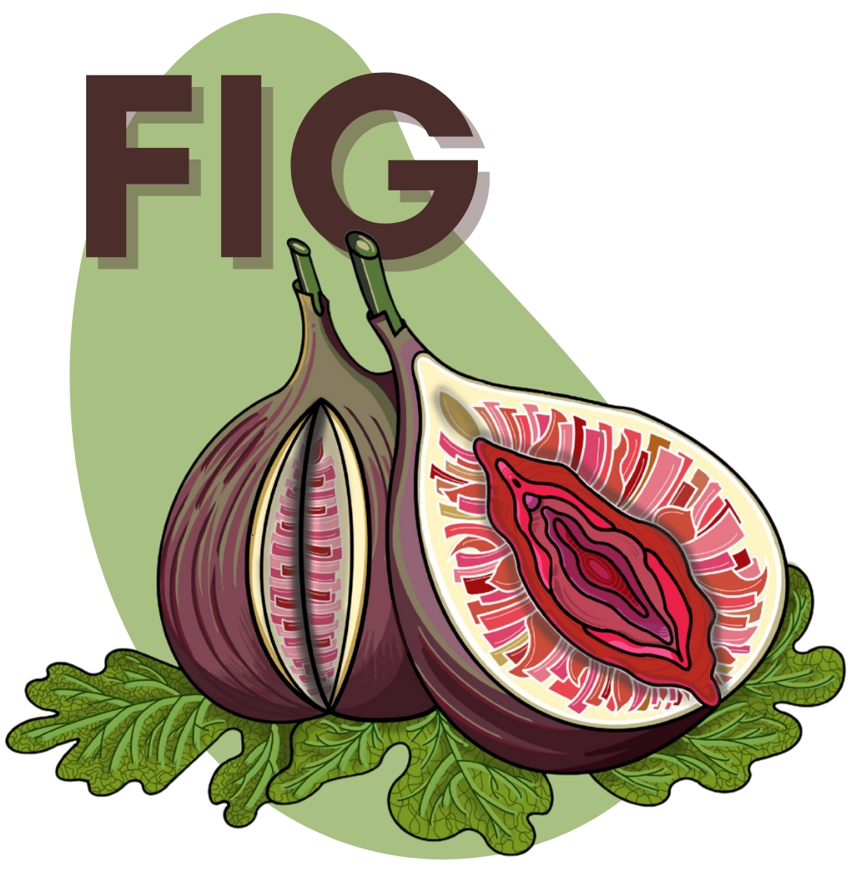 SHOUTIT WHITE FIG